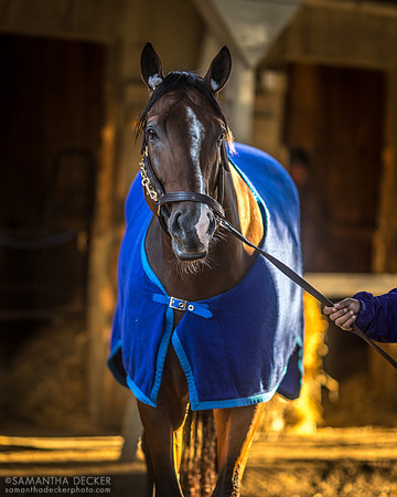 Jackie's Warrior, Oklahoma Training Track, 2022