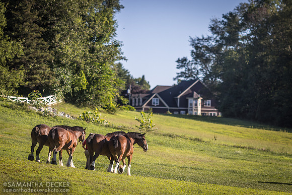 Budweiser Clydesdales at the Oklahoma Track, 2022