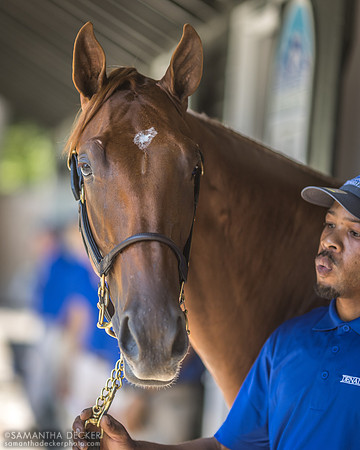 Yearling at Fasig Tipton
