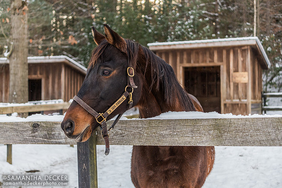 A Shin Forward, Old Friends at Cabin Creek, 2024