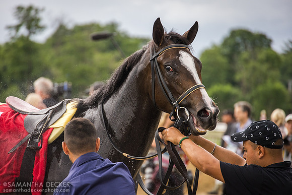 Whatintheliteral wins the Astoria Stakes