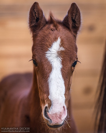 Added Unto You 24 (Central Banker colt)