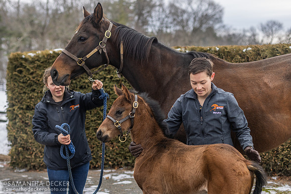Reason to Smile and her Slumber colt at Rockridge Stud, 2025