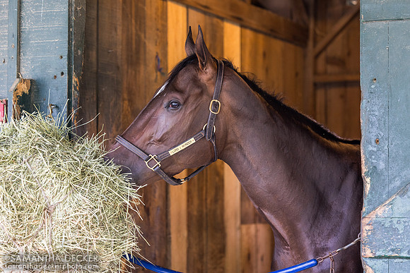 Lord I Wonder, Al Stall barn