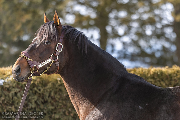 Chewing Gum at Rockridge Stud, 2025
