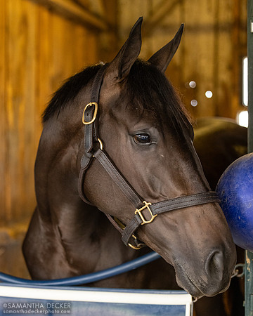 Pediatric Princess, John Terranova barn