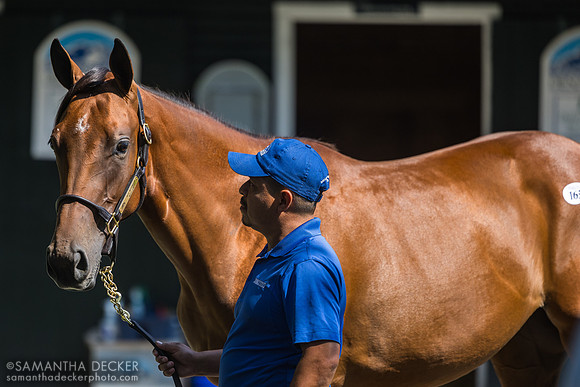 2024 Into Mischief - Mopotism filly, half sister to Journalism, 2025