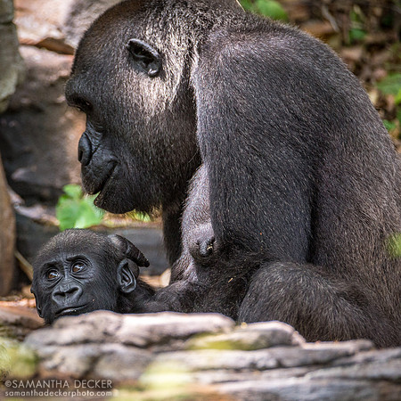 Gorillas, Pangani Forest Exploration Trail, Disney's Animal Kingdom