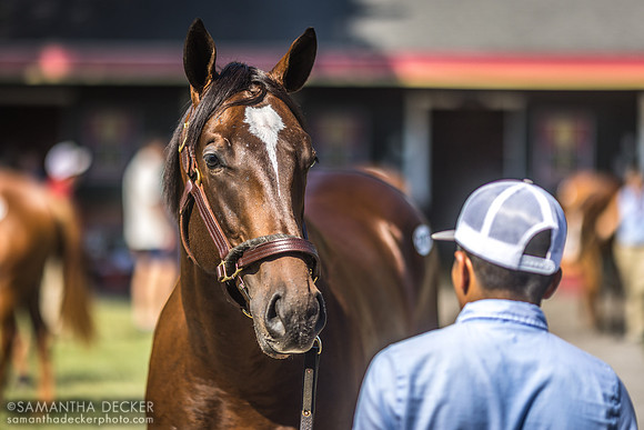Yearling at Fasig Tipton