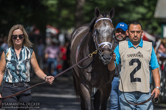 Showcase, winner of the Saratoga Special S.