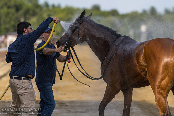 Pounce gets a bath after winning the Lake George S.