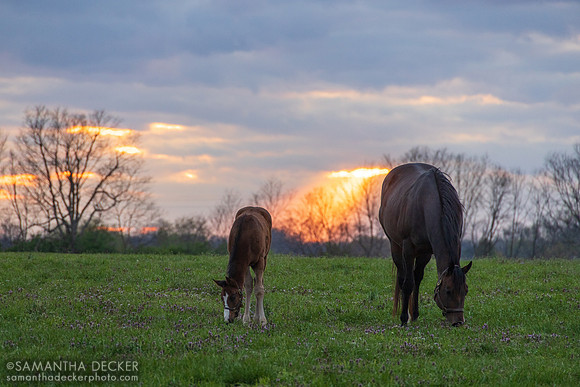 Denali Stud, Paris, KY