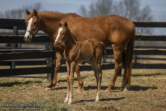 filly o/o Evening Primrose at 13 days old