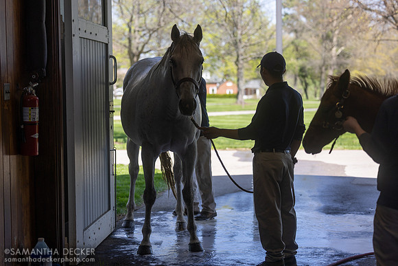 Stonestreet Farm, Lexington