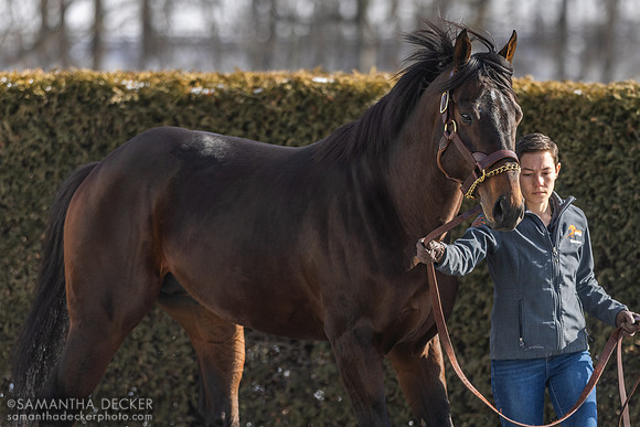 Chewing Gum at Rockridge Stud, 2025