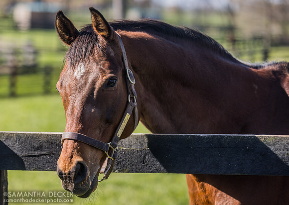 Little Mike, Old Friends, Georgetown, KY, 2025