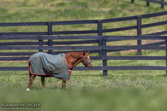 Distorted Humor, WinStar Farm, Versailles, KY
