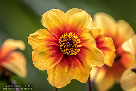 A flower at Domaine Madeleine, Port Angeles, WA
