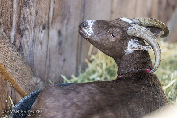 Mikey, Lorita Lindemann's goat