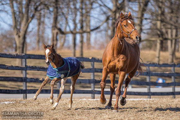 Air Mail and her 2024 War Dancer filly, Mill Creek Farm, Stillwater, NY