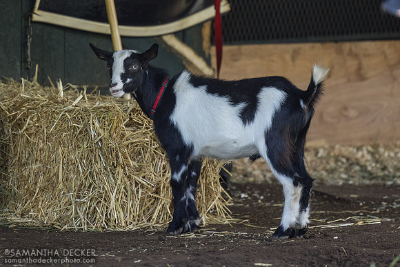 DeVaux barn goat