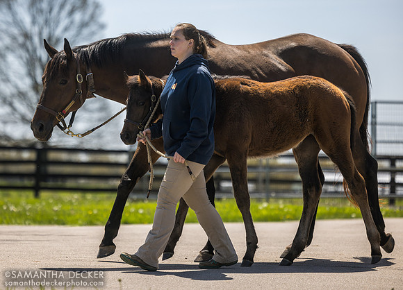 Glinda the Good and her 2025 Gun Runner filly (half sister to Good Magic)