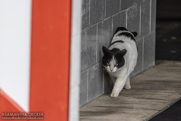 Barn cat, Taylor Made Farm, Nicholasville