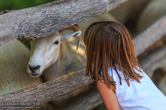 Girl Admiring Sheep, Old Sutrbridge Village, MA