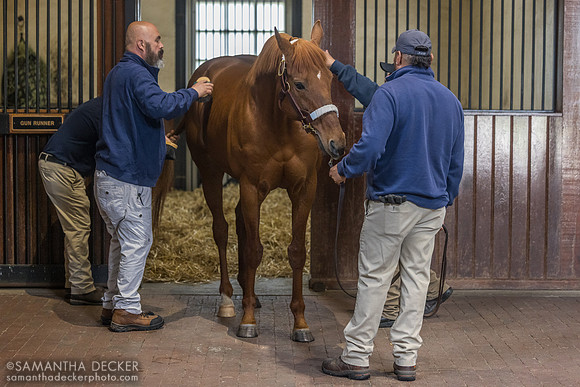 Gun Runner, Three Chimneys Farm, Midway, KY