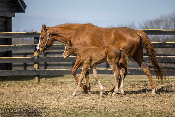 filly o/o Evening Primrose at 13 days old