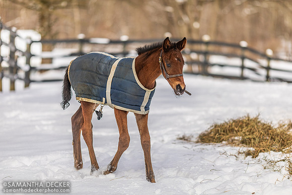 Valentine for Aday as a foal, Mahoney Eden Manor