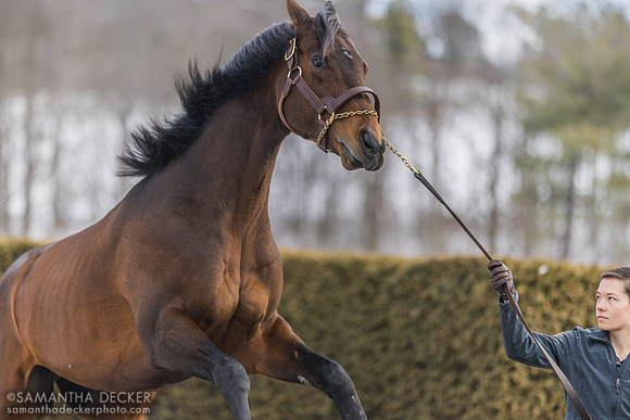 Messier at Rockridge Stud, 2025