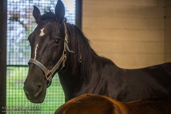 American Cleopatra, full sister to American Pharoah, Hill 'n' Dale Farm, Paris, KY