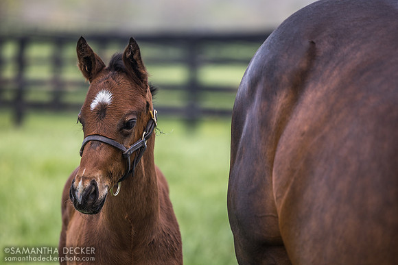 2025 Cody's Wish - Precious Dixie colt, Taylor Made Farm, Nicholasville