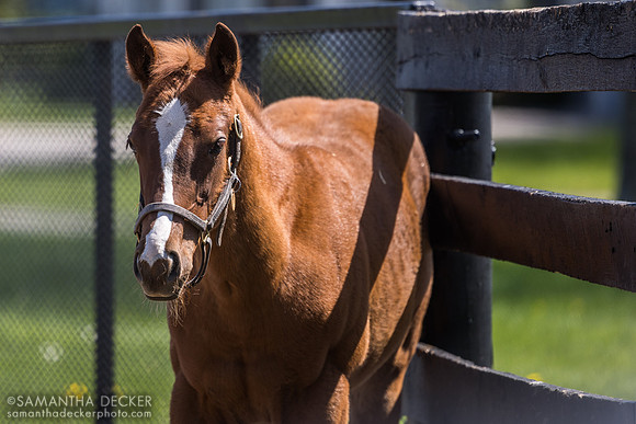 2025 Maclean's Music - Keen Pauline filly, Stonestreet Farm, Lexington