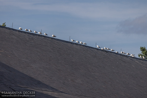 Seagulls on the roof