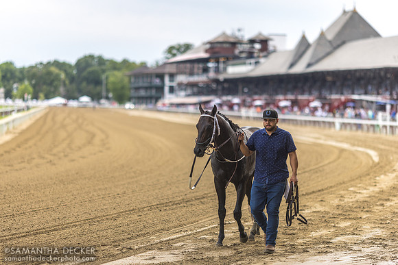 Gunite is Led to the Test Barn After Winning the Grade II Amsterdam Stakes