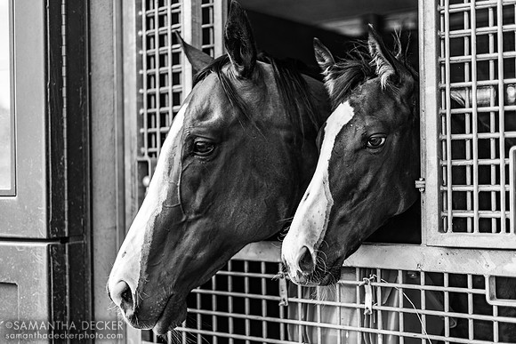 Mare and foal