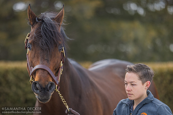 Messier at Rockridge Stud, 2025