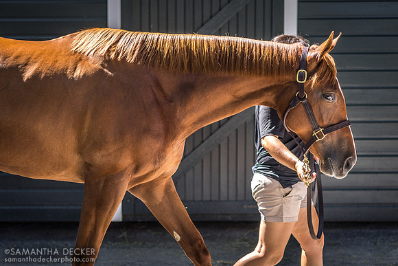 Yearling at Fasig-Tipton