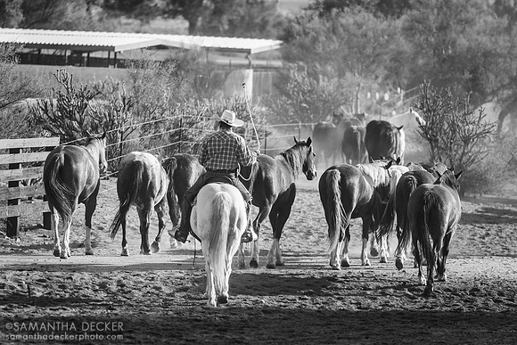 Head Wrangler Tony, Rancho de los Caballeros