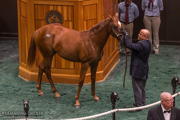 2024 Gun Runner - My Miss Tapit filly, 2025