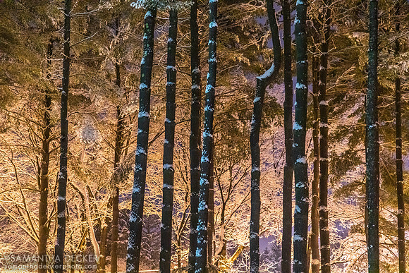 Snow in Saratoga, 2022