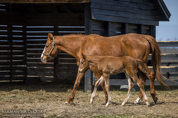 filly o/o Evening Primrose at 13 days old