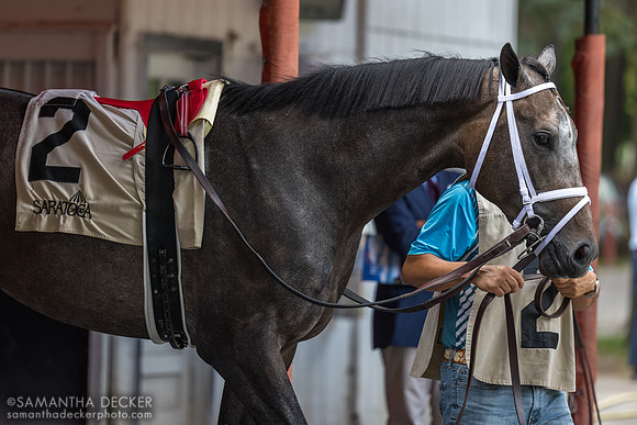Showcase, winner of the Saratoga Special S.