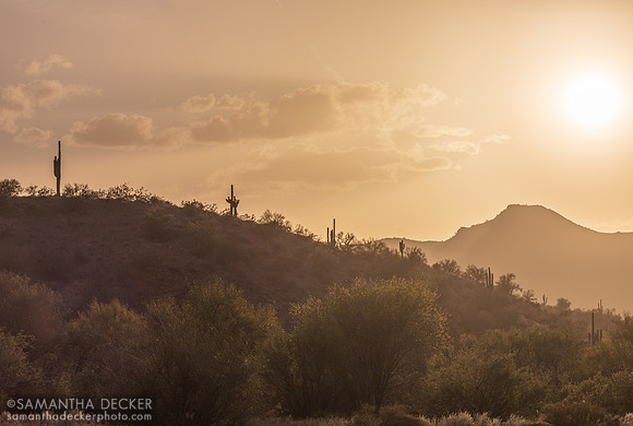 Saguaro Cacti, Mesa, AZ