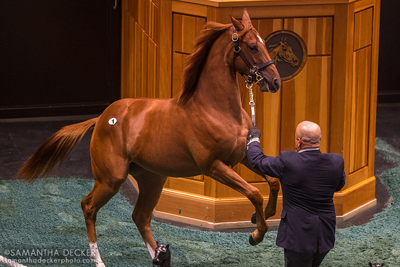 2024 Vekoma - Tapit's World filly, 2025