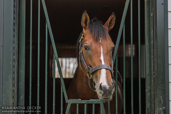 Dornoch, Spendthrift Farm
