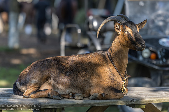 Princess Pea aka Julia, Joe Sharp's goat, 2024