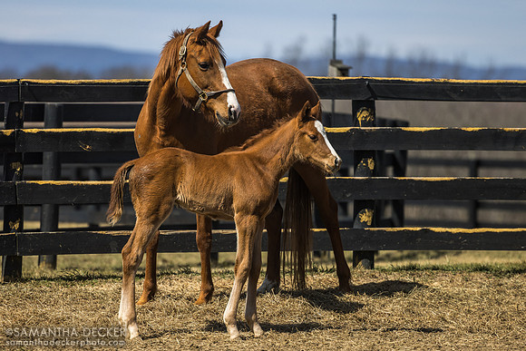 Evening Primrose and her 2025 Taiba filly, Thirty Year Farm, Saratoga Springs, NY